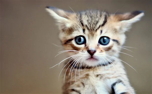 Sad Kitten – Test Post